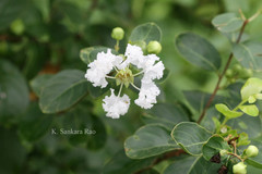 Lagerstroemia indica